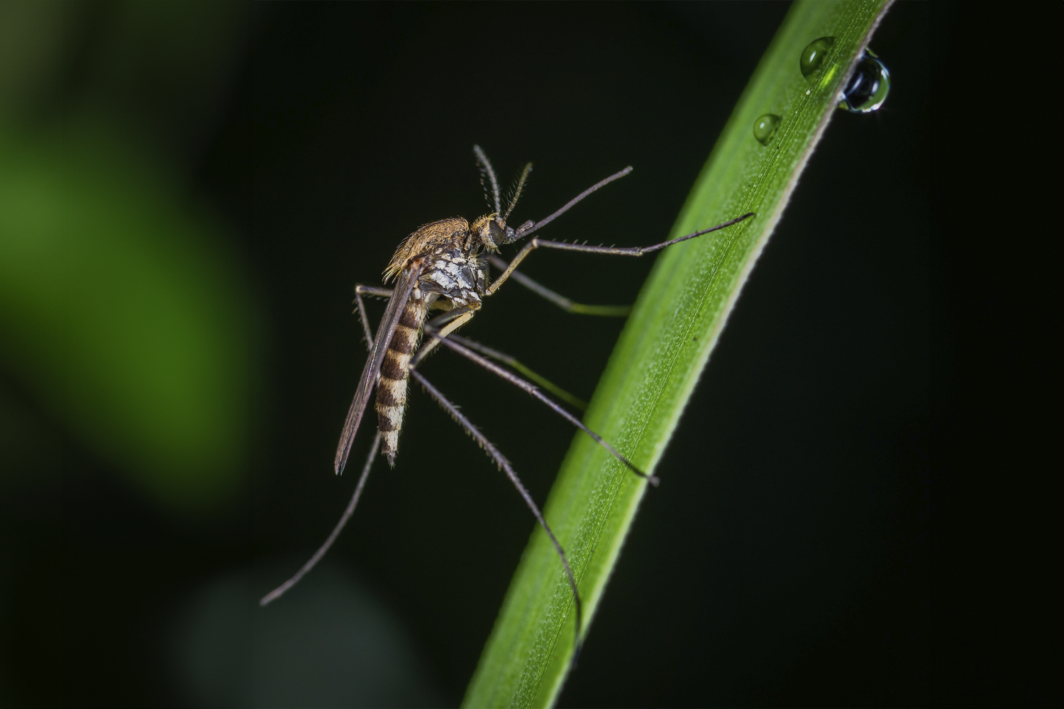 Jardins e Acampamentos sem Mosquitos: O Poder das Plantas e Dicas Eficazes