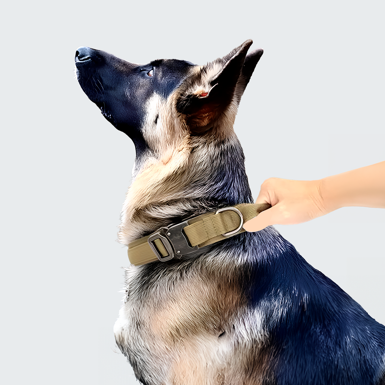 COLEIRA CORDILHEIRA BASIC