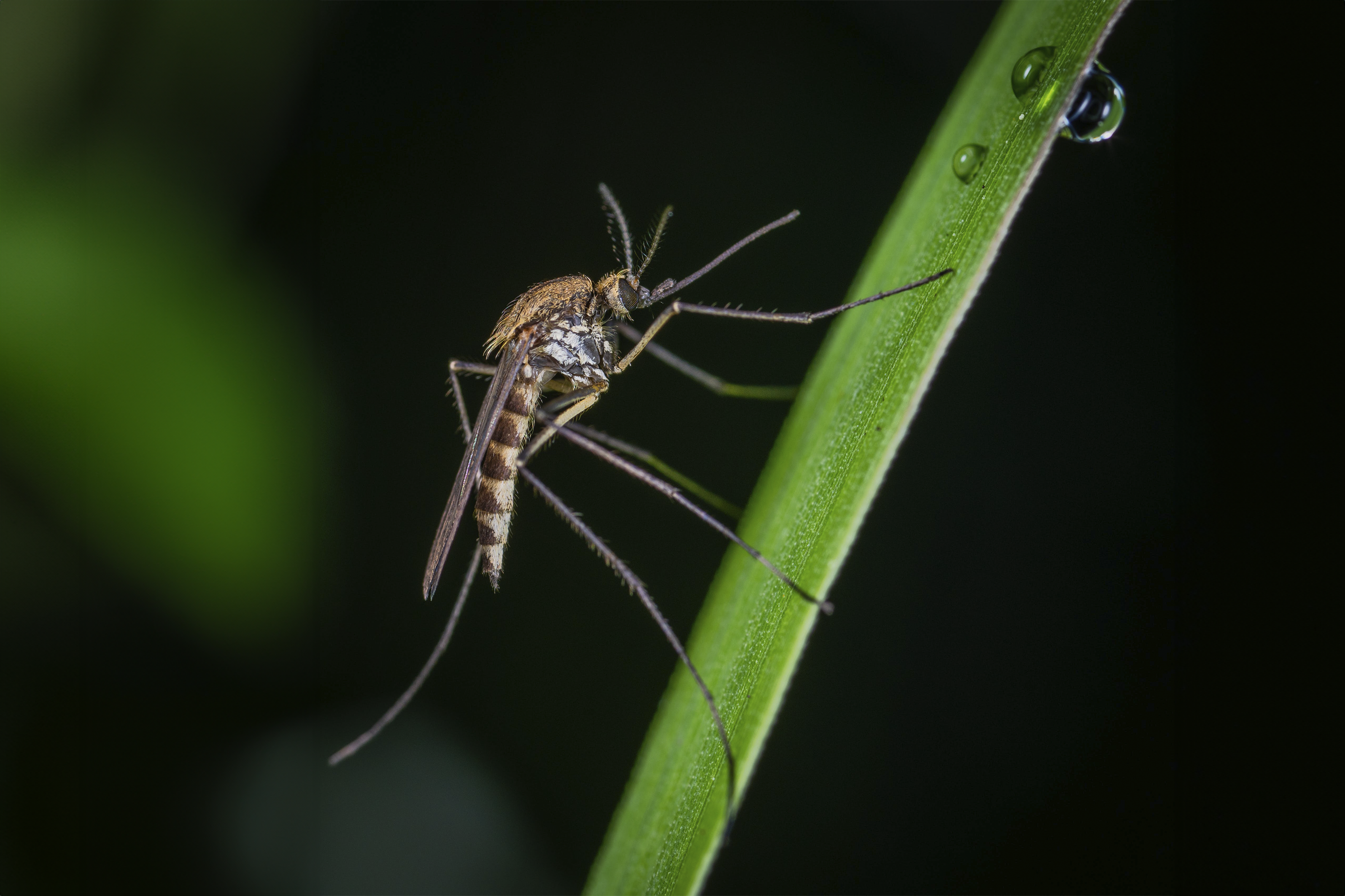 Jardins e Acampamentos sem Mosquitos: O Poder das Plantas e Dicas Eficazes