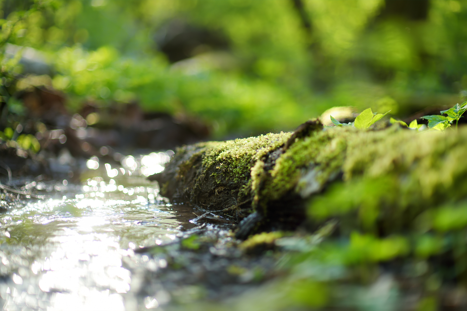 Purificar Água: 5 formas simples de evitar contaminação