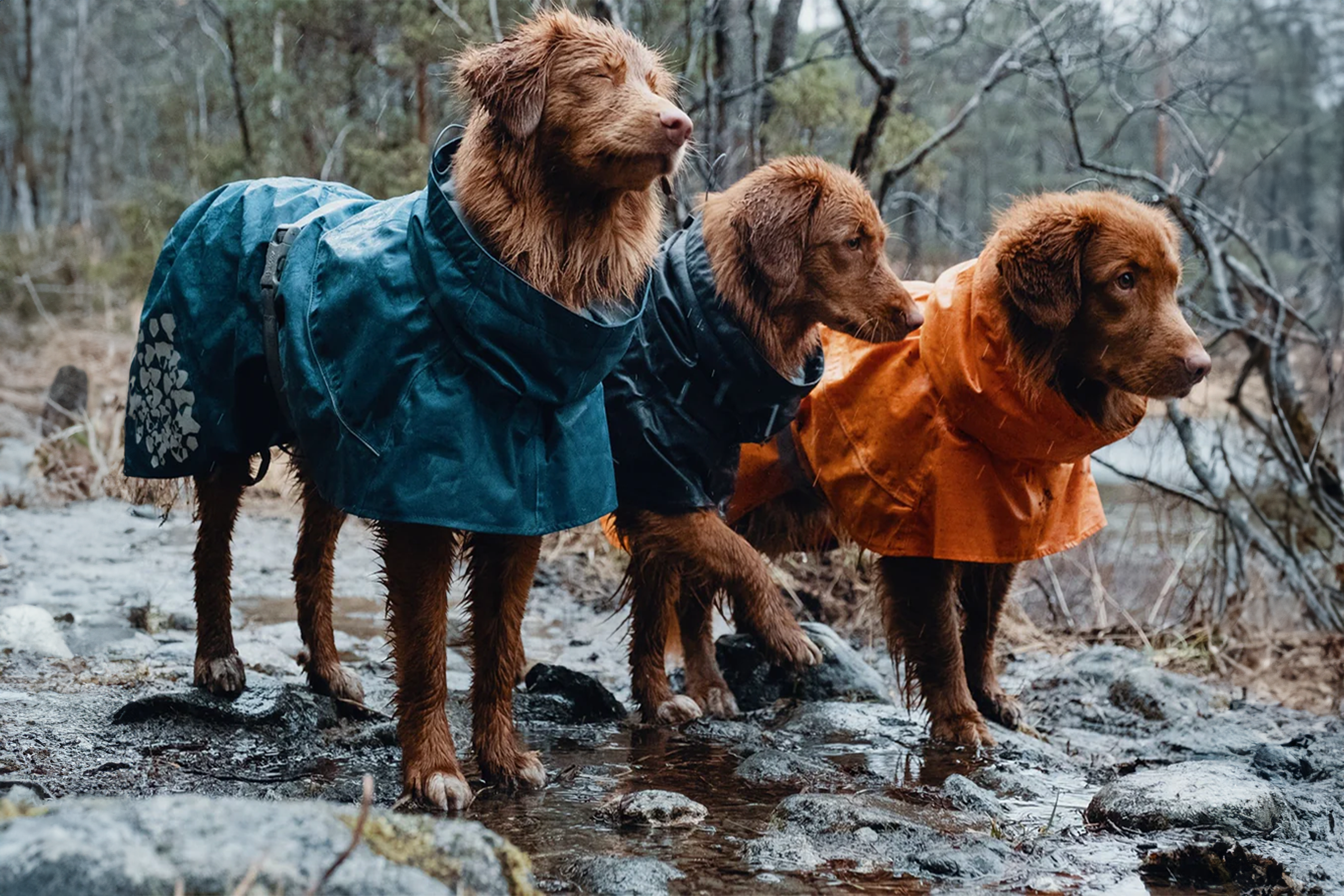 10 Dicas infalíveis para uma experiência de acampamento perfeita com seu cachorro