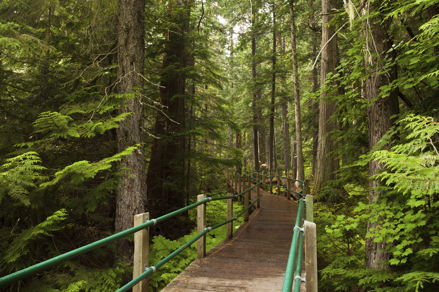 A Trilha Mais Longa Do Mundo: Conheça a "The Great Trail"